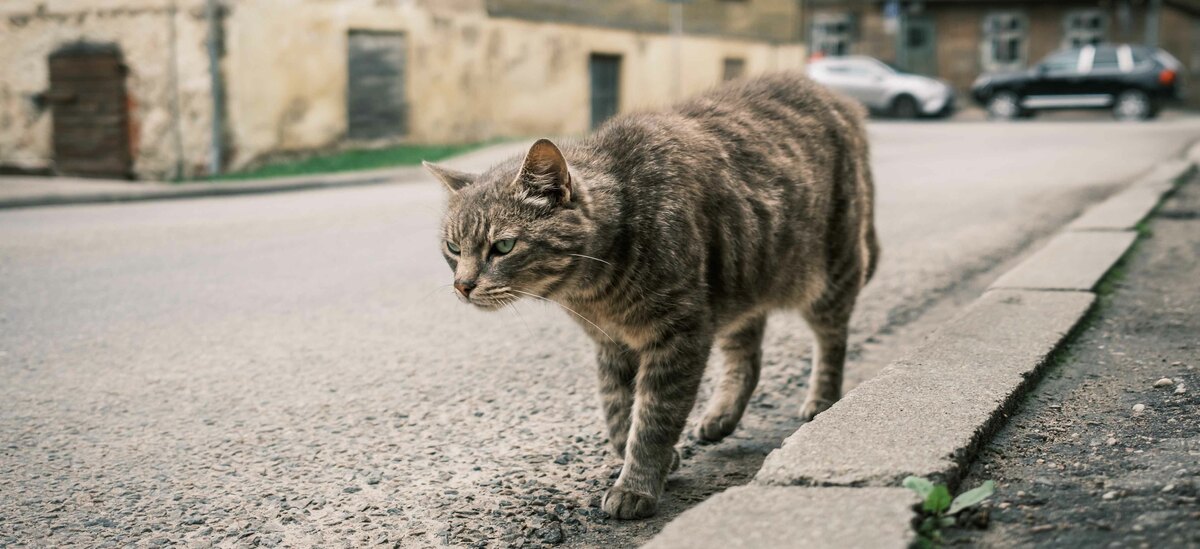 Scopriamo un focus sul gatto randagio