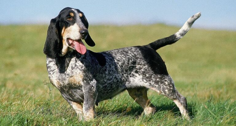 Cane segugio_le razze e le caratteristiche