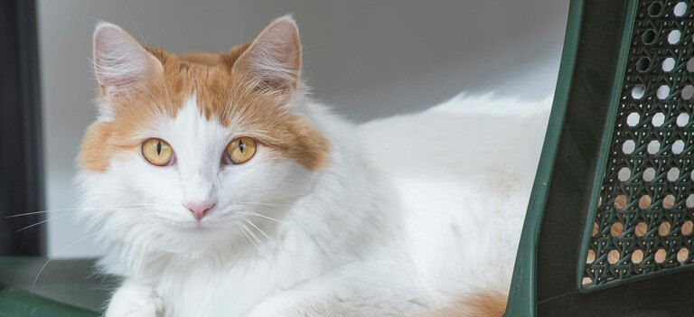 Scopriamo tutti i segreti della razza di gatto Turco Van