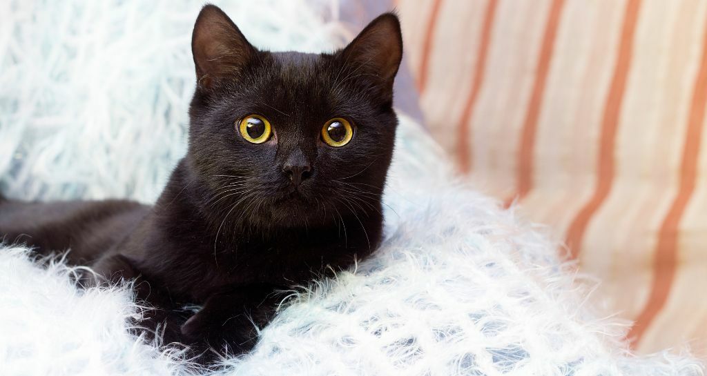 Scopriamo una selezione di nomi per i gatti neri