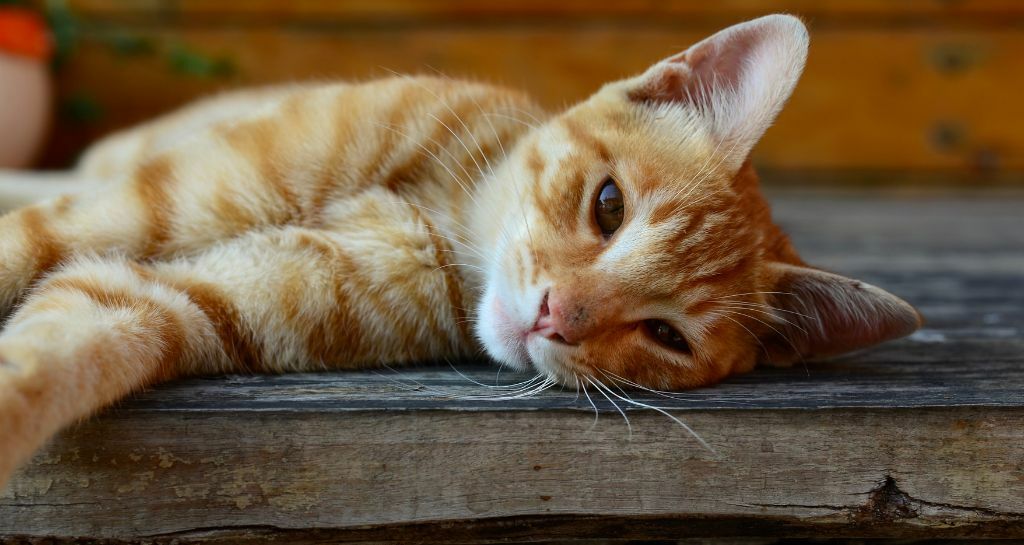 Calicivirus nel gatto: i sintomi e cosa fare?