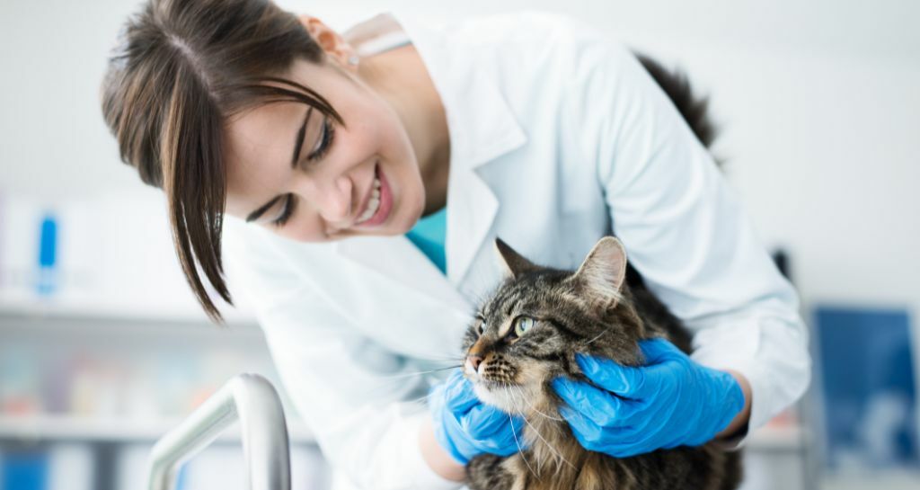 visita veterinaria del gatto