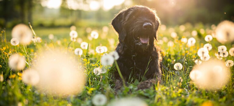 Scopriamo come trattare l'epatite infettiva nel cane
