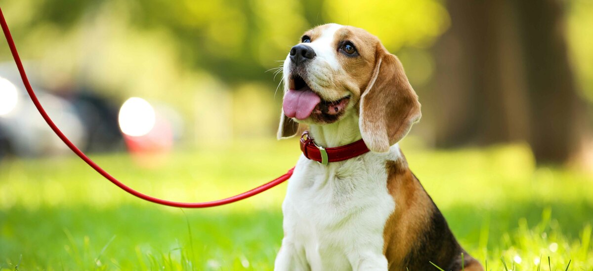 Epatite infettiva nel cane