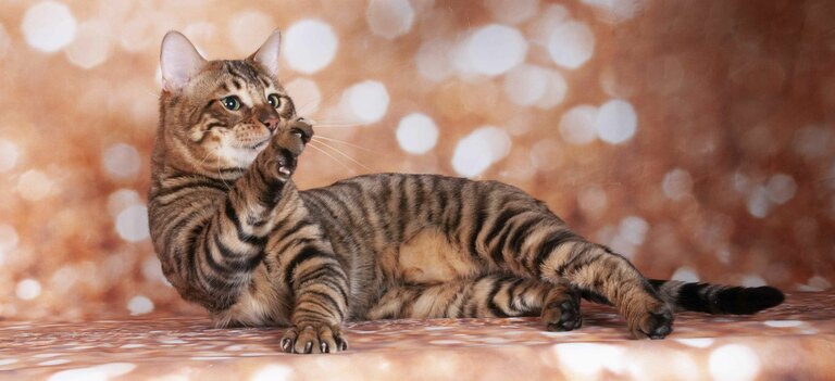 Scopriamo di più sulla razza di gatto toyger