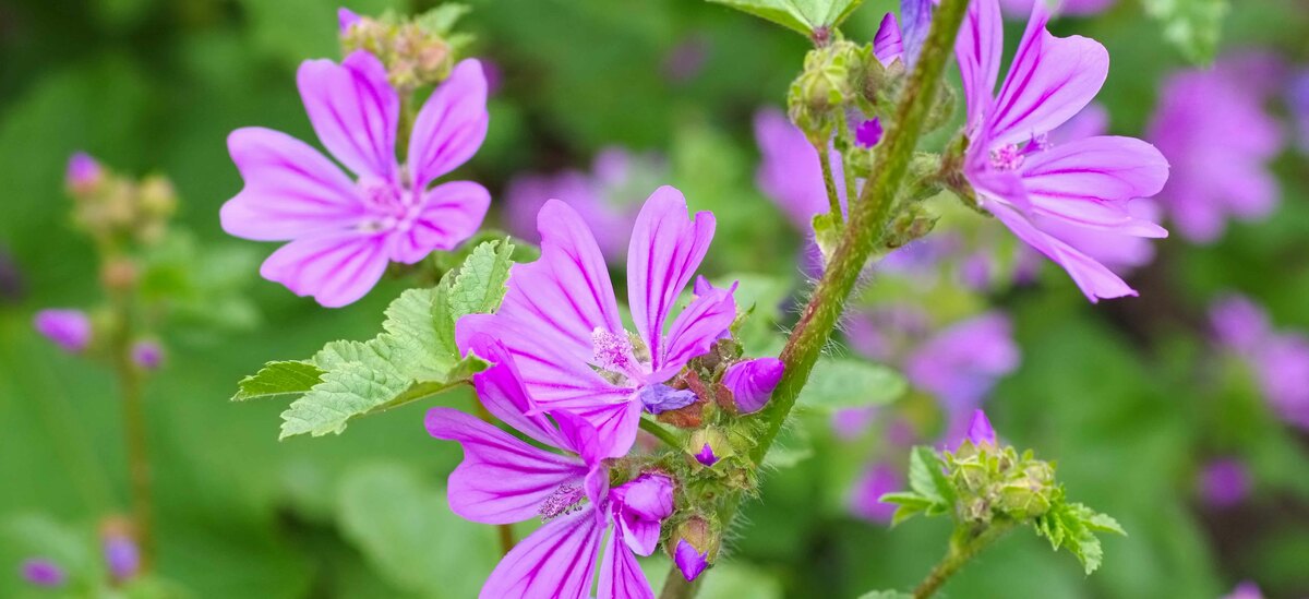 Scopriamo le proprietà della malva