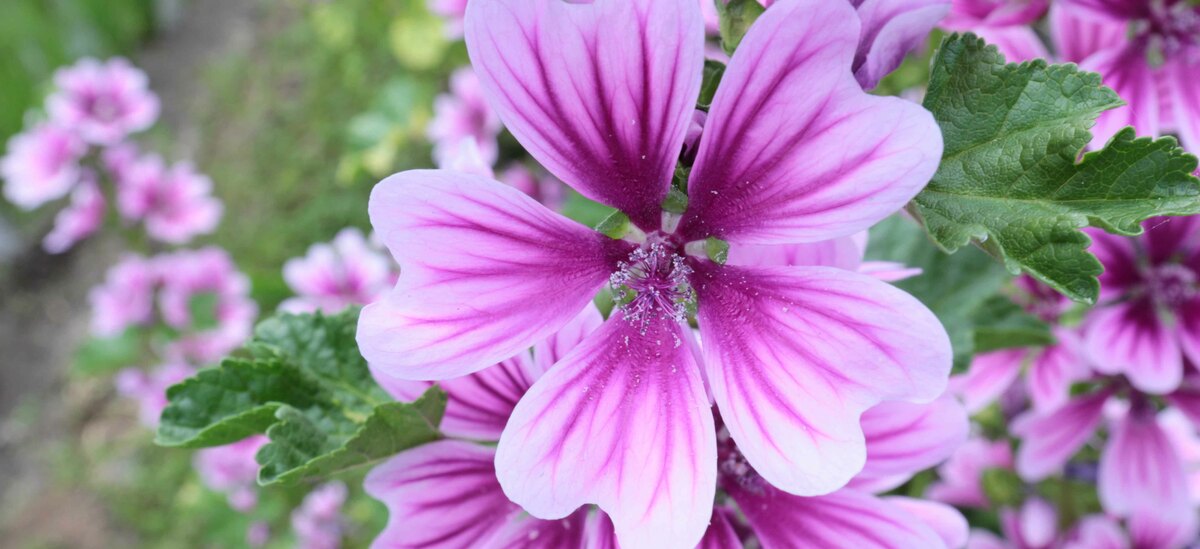 Proprietà della Malva