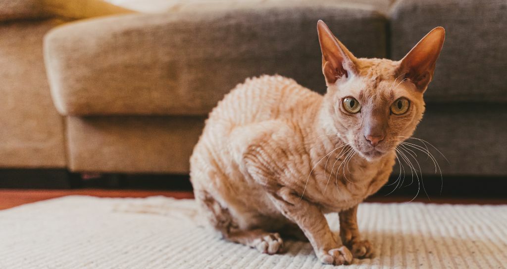Peterbald: tutte le caratteristiche del gatto
