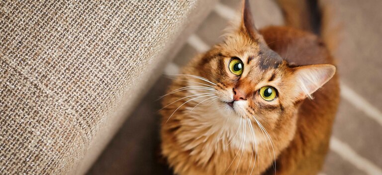 Scopriamo di più sulla razza di Gatto somalo