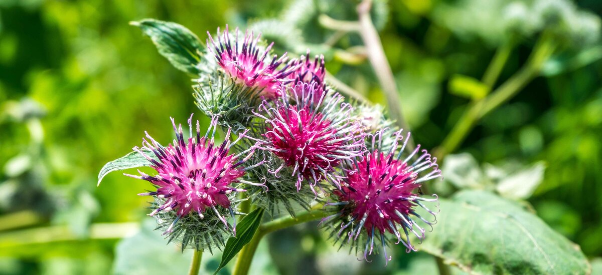 Scopriamo i benefici della Bardana