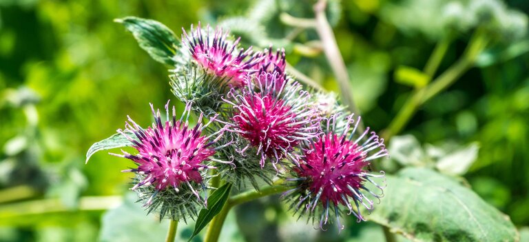 Scopriamo i benefici della Bardana