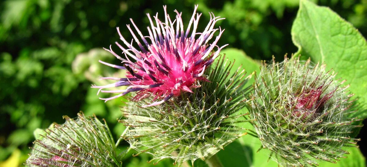 Proprietà della Bardana