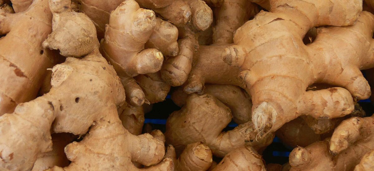 Proprietà dello zenzero