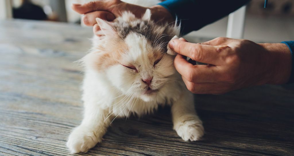 Congiuntivite nel gatto: cosa fare?