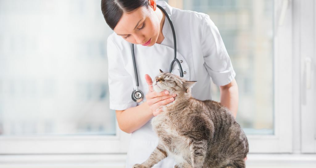 veterinaria visita il gatto