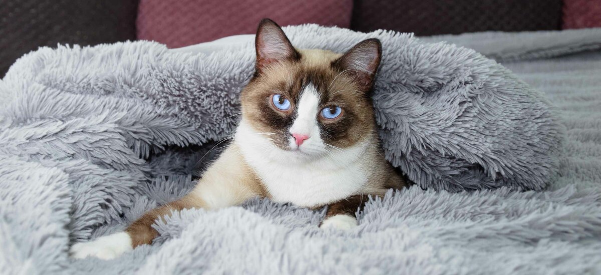 Ecco un approfondimento sulla razza di Gatto Snowshoe