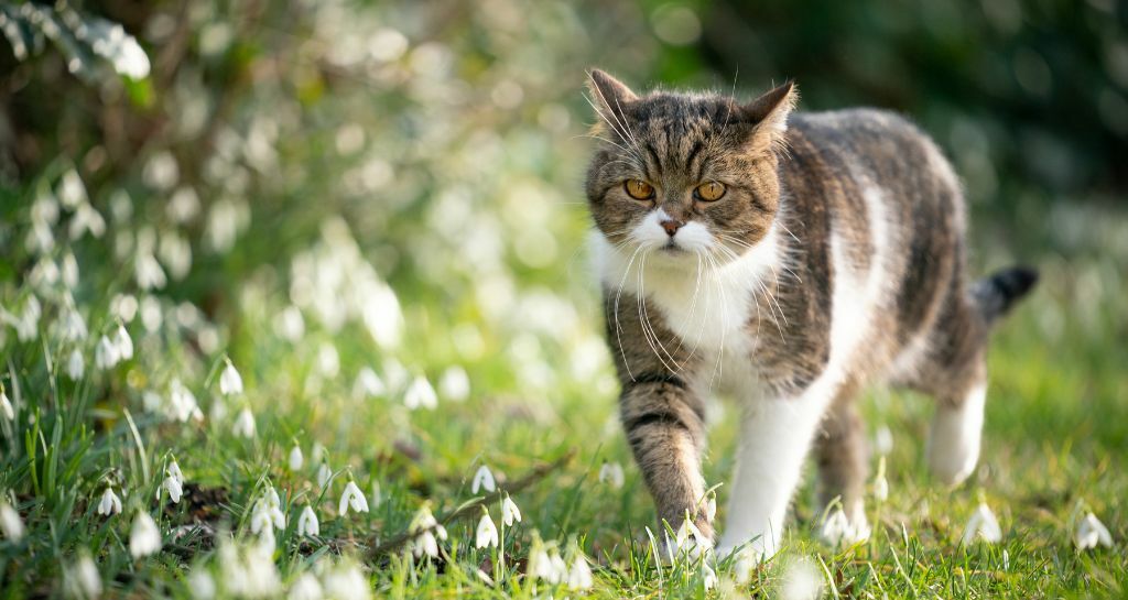 Gatto smarrito: cosa fare?