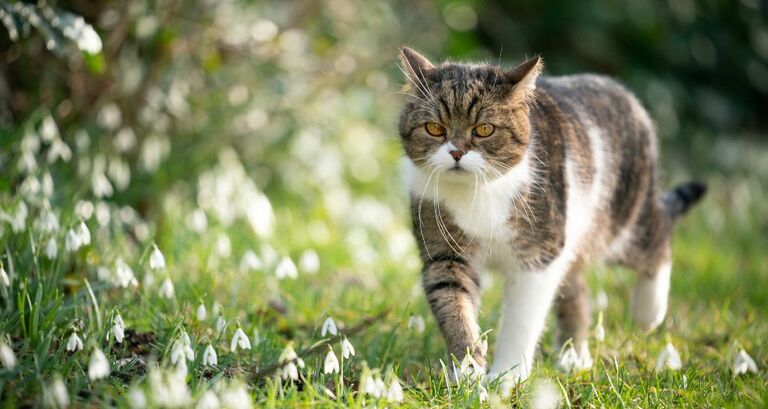 Gatto smarrito: cosa fare?