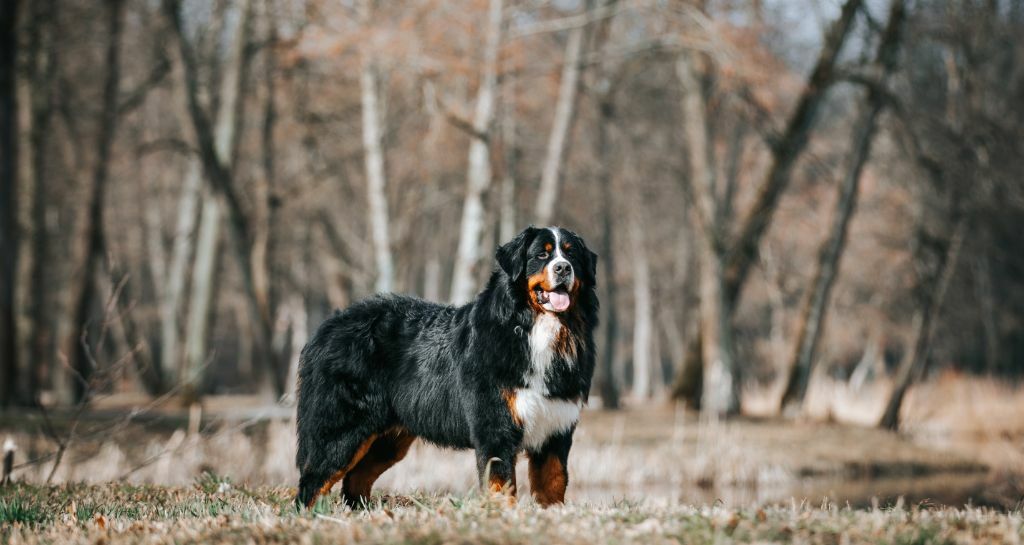 Bovaro del Bernese: tutte le caratteristiche