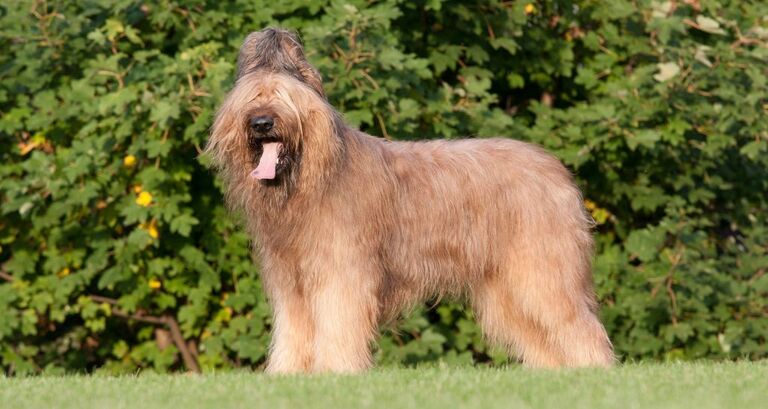 Cani da Pastore, le principali caratteristiche delle razze di questo gruppo