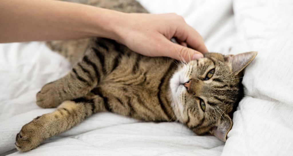 Scopri le caratteristiche di un gatto Soriano