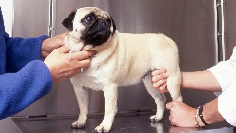 Scopri come curare artrite ed artrosi nel cane