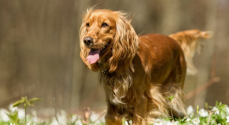 Scopri la razza Cocker