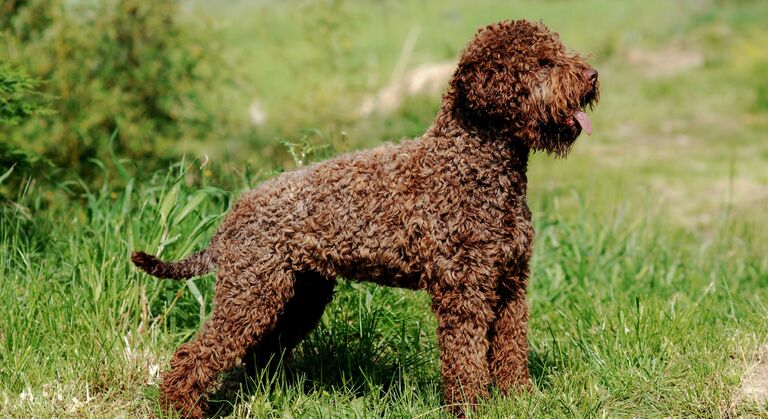 Scopri la razza di cane lagotto romagnolo, il "Re del tartufo"