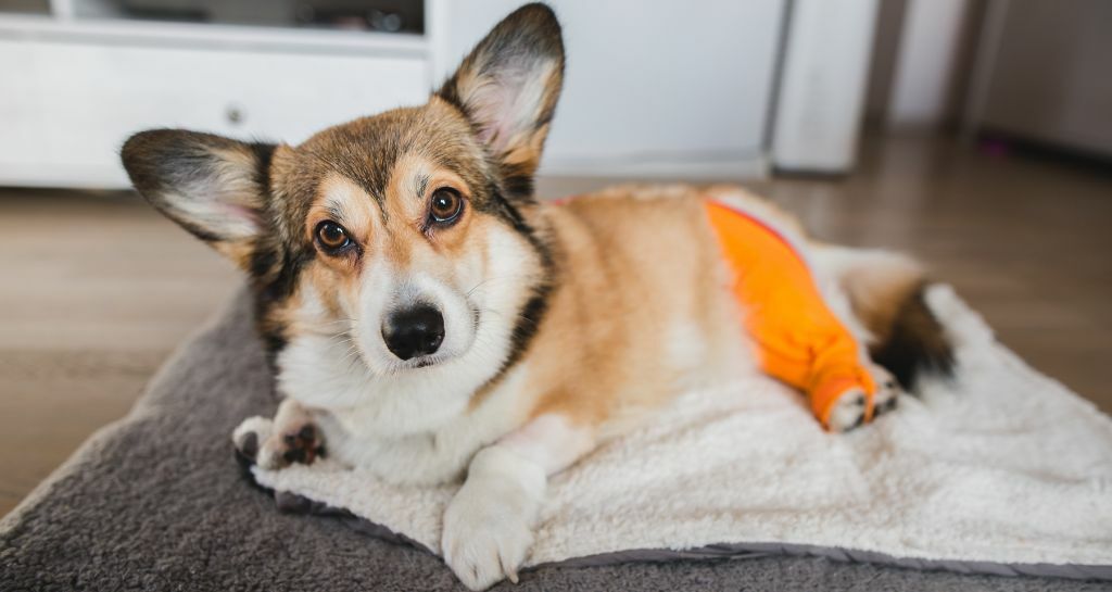 TPLO nel cane: ecco in cosa consiste