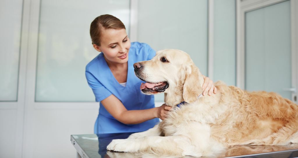 visita veterinaria per il cane