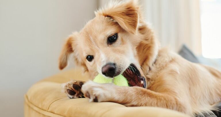 Cane che morde: cosa fare?