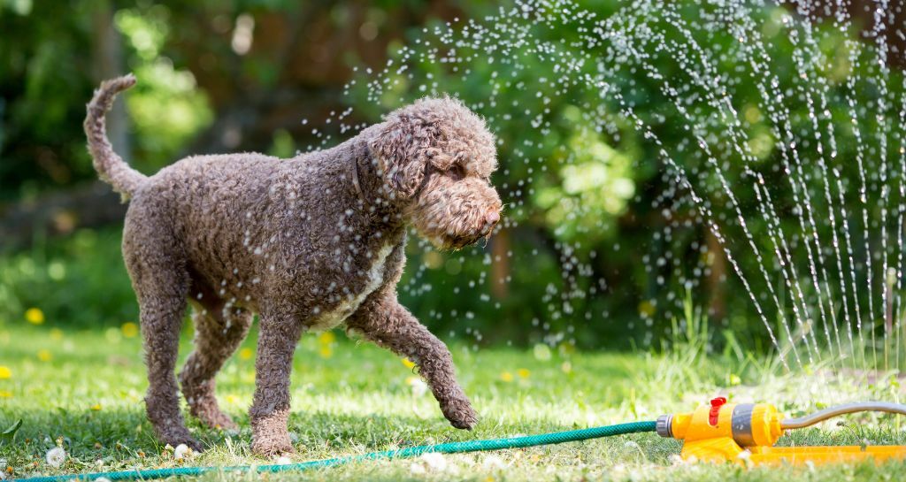 Cane e caldo: rischi e rimedi