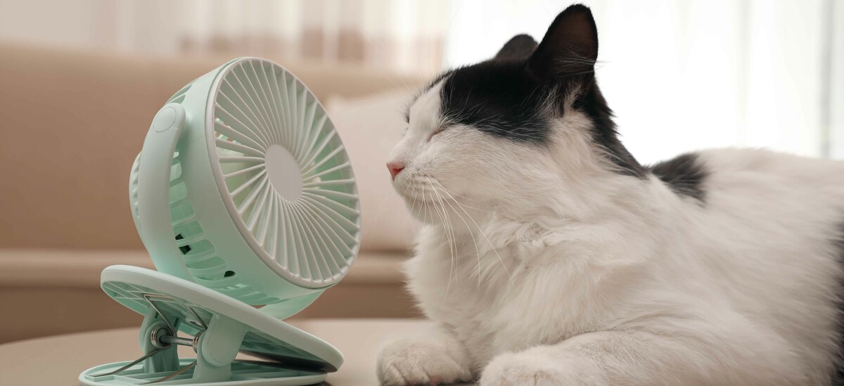 Scopriamo se anche i gatti soffrono il caldo