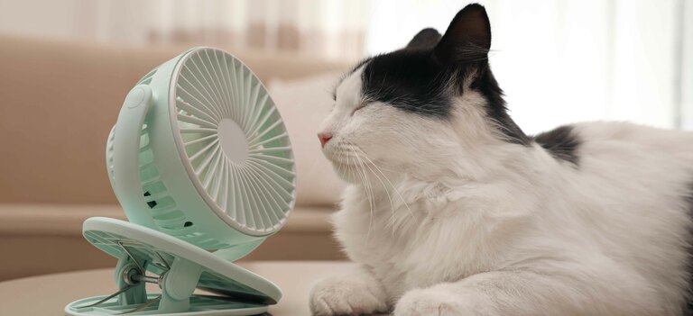 Scopriamo se anche i gatti soffrono il caldo