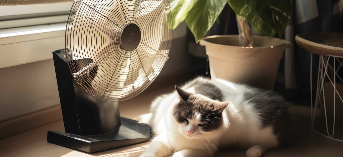 Gatti e caldo estivo