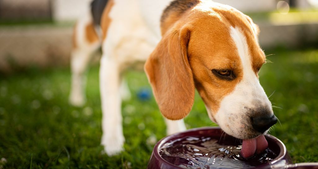 cane che bevee acqua