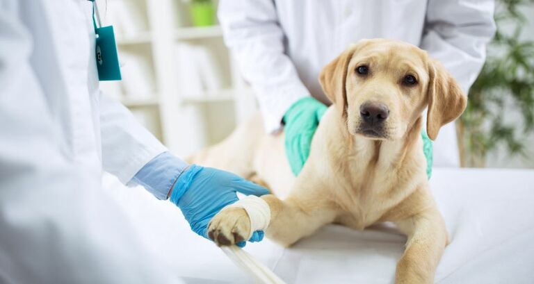 Tumore alla zampa del cane: quali sono i sintomi?