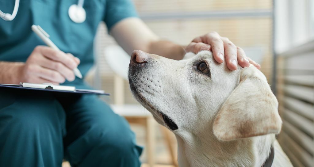 cane con il veterinario