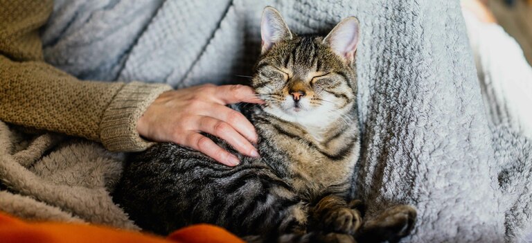 Ecco tutto ciò che c'è da sapere sul gatto con raffreddore