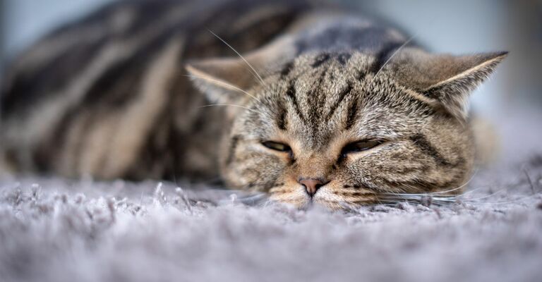 Filaria nel gatto: di cosa si tratta?