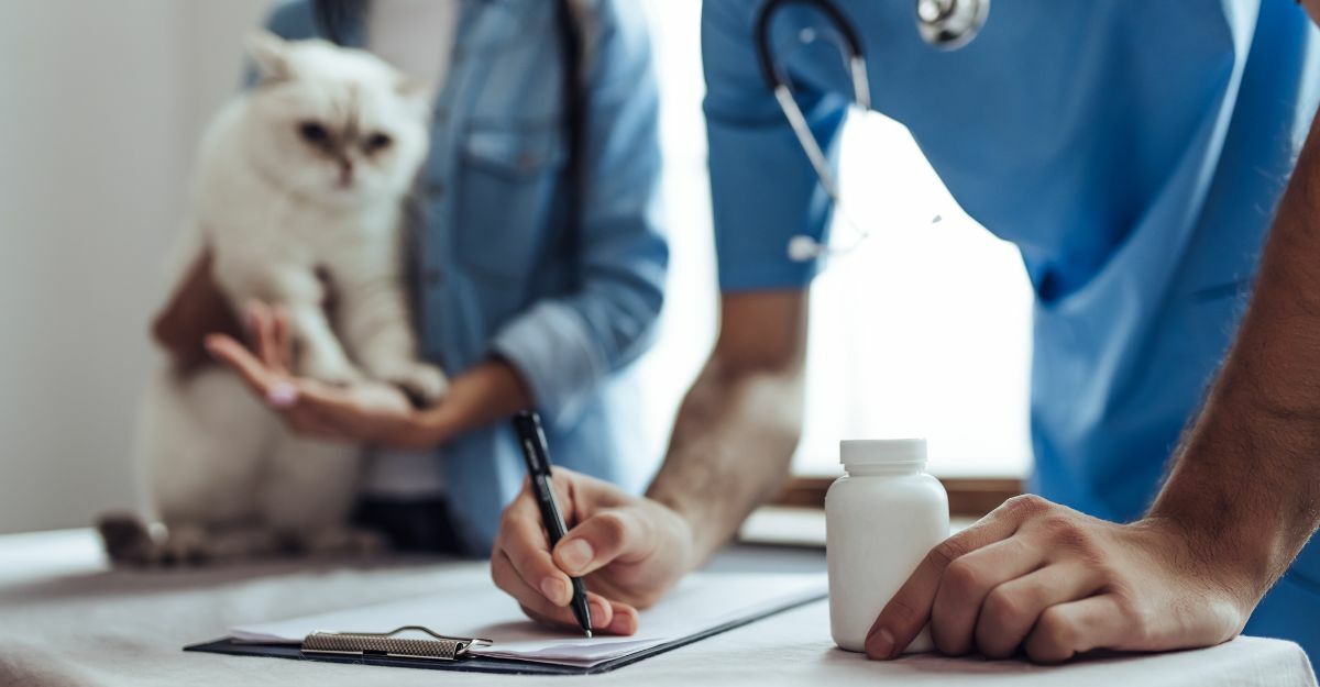 gatto in visita dal veterinario