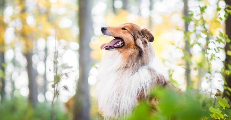Ecco una lista dei cani famosi