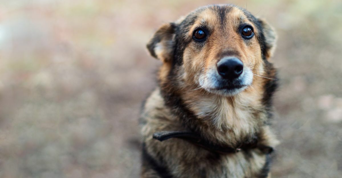 Cane abbandonato: come si può intervenire?