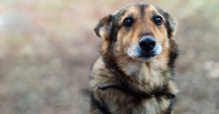 Cane abbandonato: come si può intervenire?