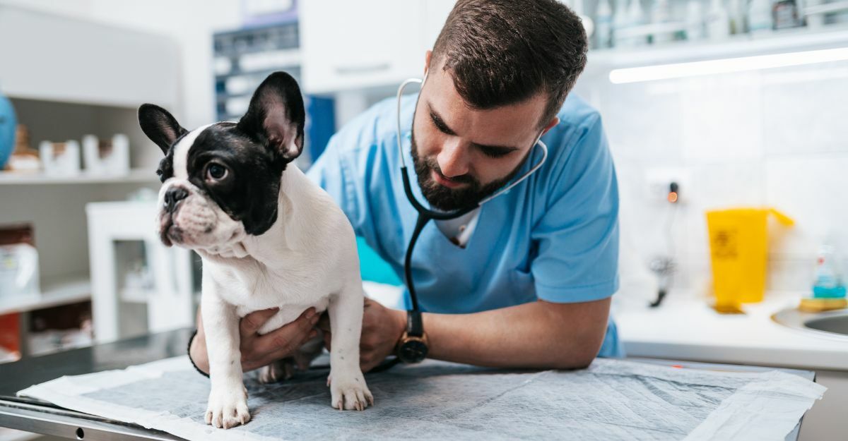 Ernia nel cane: i sintomi e cosa fare