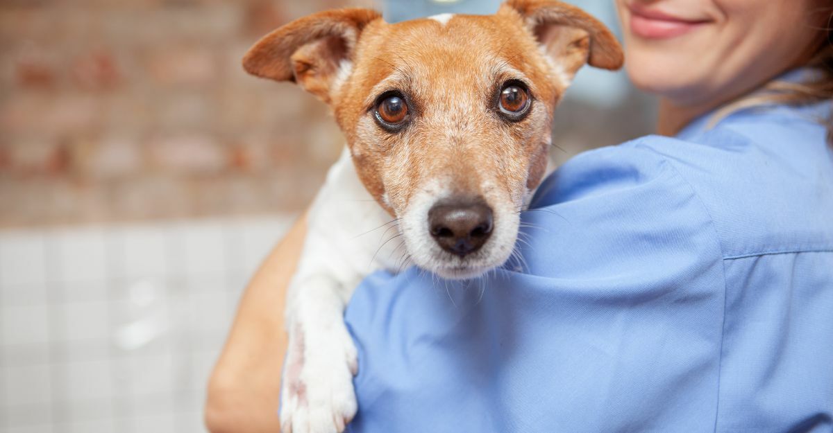 jack russell in braccio a una persona