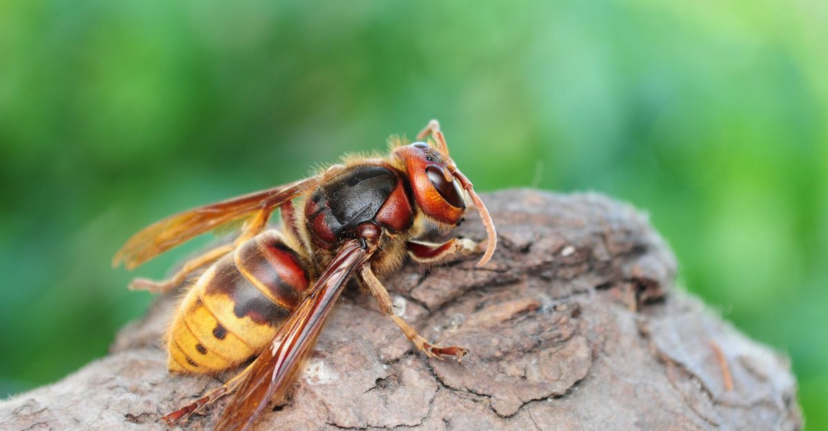 puntura di calabrone, cosa fare