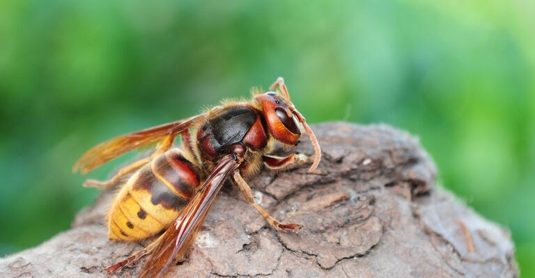 puntura di calabrone, cosa fare