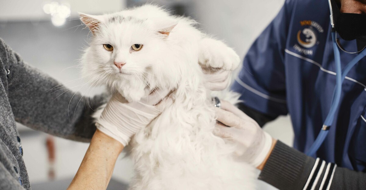 Ecco un focus sulla Rinotracheite virale felina