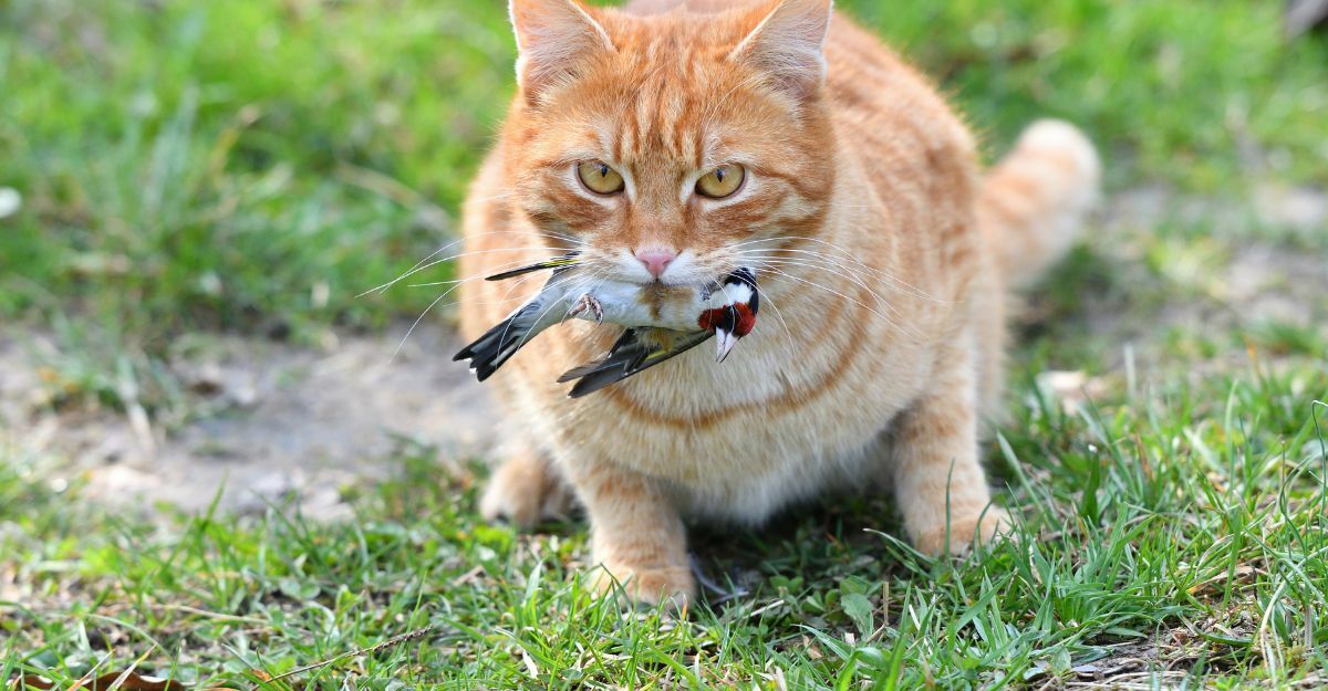 infezione aviaria nei gatti in Polonia